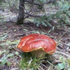 COMushrooms's profile picture. We study the mushrooms of Colorado.