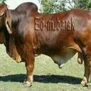 mulemabashir (@09cf4cb9a2704dd) Twitter