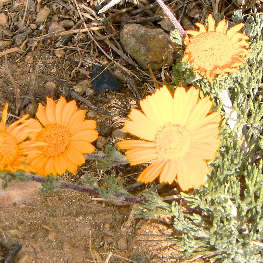 AlisonannRhodes's profile picture. 