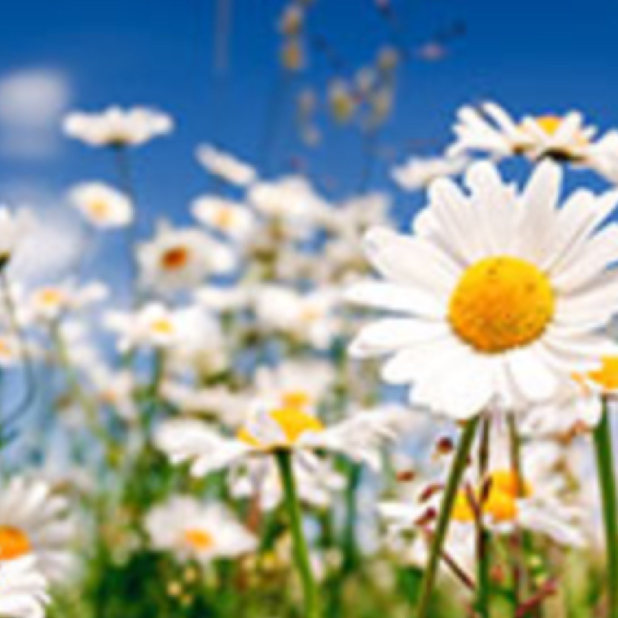 Bluebrdinternet's profile picture. Official twitter of the blog Wakeup about sights in San Francisco!