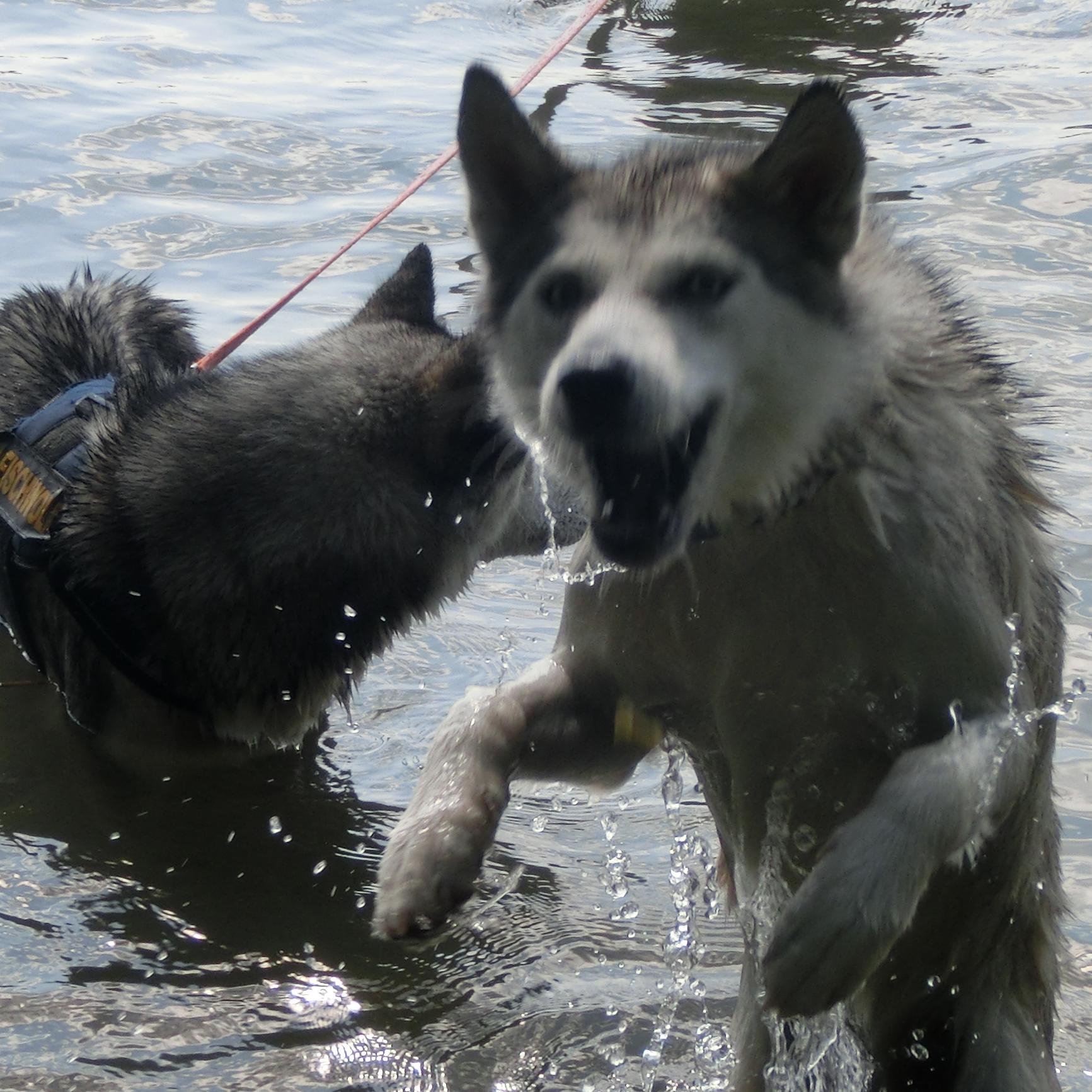 SiberianHuskyDE Profile Picture