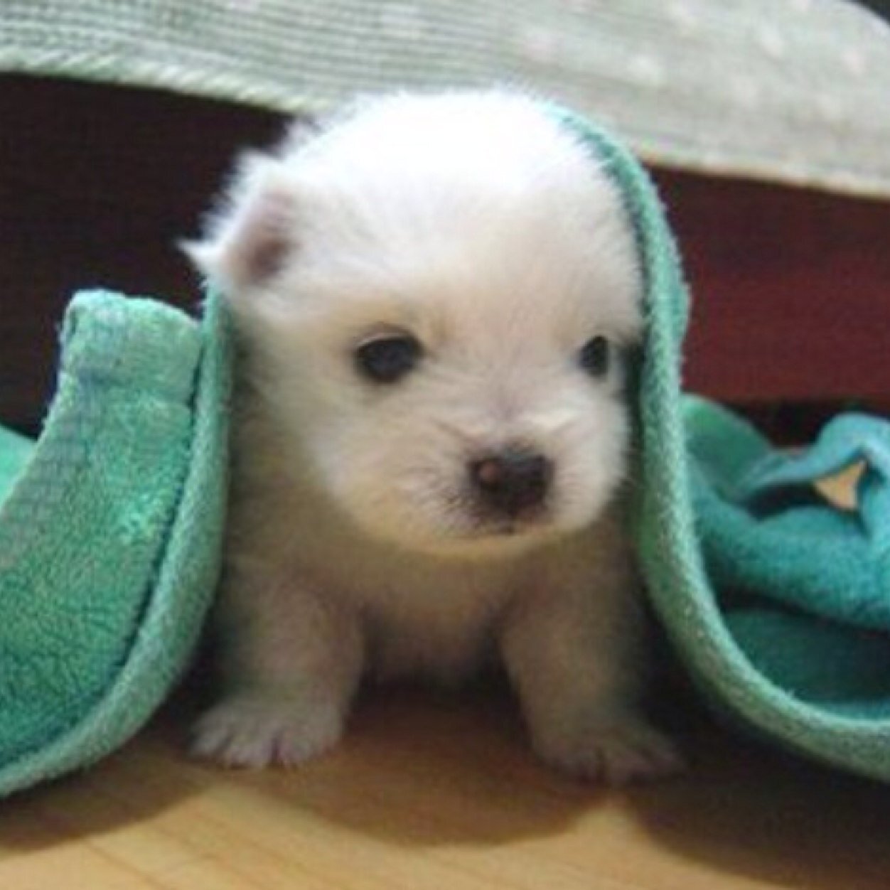 josimci38's profile picture. i'm 14..add me on fb afifi faris n my wechat id:farisafifi652