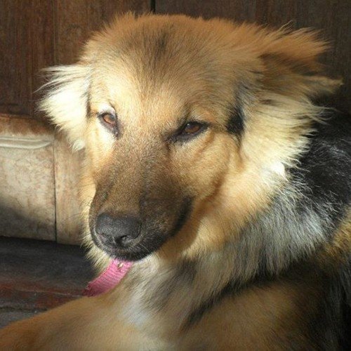 À minha guerreira Samantha! 
To my warrior Samantha! (I defeated Canine distemper!)