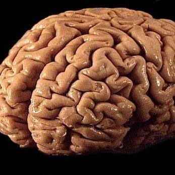 _ShahRed's profile picture. 