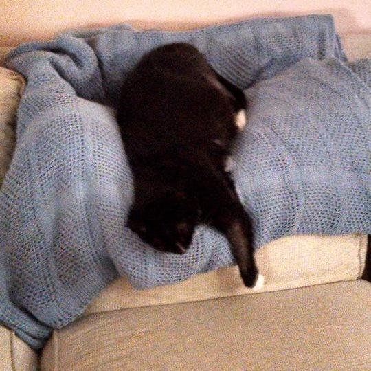 White_Slippers_'s profile picture. Rubenesque feline, persecuted diva extraordinaire.