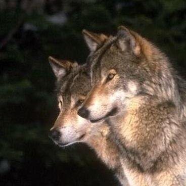 dire_twolf's profile picture. Who's afraid of the big bad wolf?