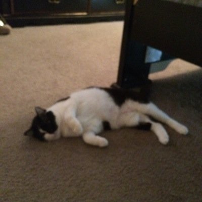 justinyoloswag2's profile picture. Proud Human