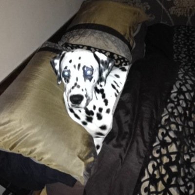 MsLouiseSxved's profile picture. Free follow from @MsLouiseGrimble