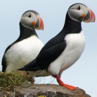 Bob Barcley (@blamethebird) 's Twitter Profile