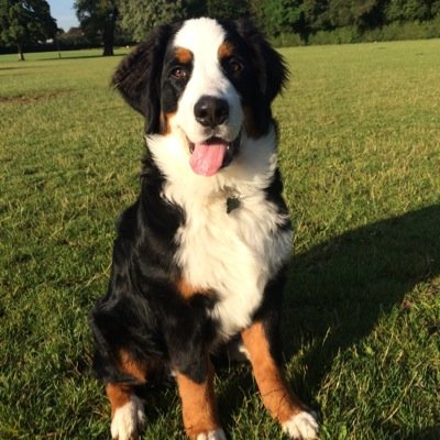 Just a bernie having a nice time! Likes: eating (a lot, and often), chasing stuff, chewing toys (and the occassional sofa!), going for walks and hanging out...