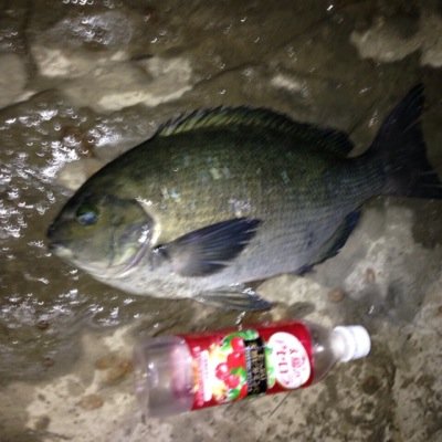 温泉巡りや磯釣りなど綴ってます。