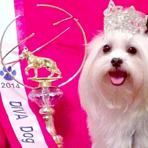 Diva Dog Pageants is an online pageant for dogs. We have several pageants throughout the year. Find us on Facebook!