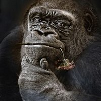ingo (@ingoknieling) 's Twitter Profile Photo ingo (@ingoknieling) 's Twitter Profile Photo
