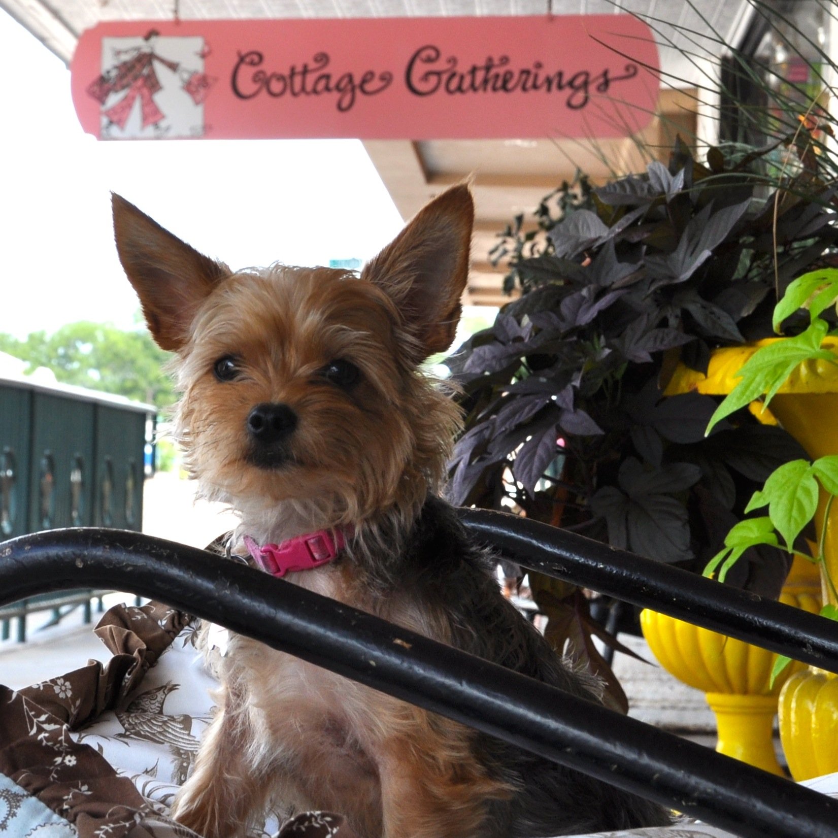 cottagatherings's profile picture. Eclectic and femme with a Texas edge. Home, clothing, and gifts. Born and raised in LaGrange, TX! #rockmyCG