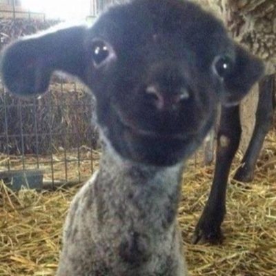 MorsawNick's profile picture. Trippynation