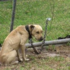 HumaneSolutions's profile picture. A dog may be man's best friend, but to a dog we are everything in life. Sign the petition to end dog chaining . #nomorechains