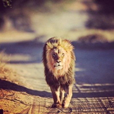 HahaSadio's profile picture. 