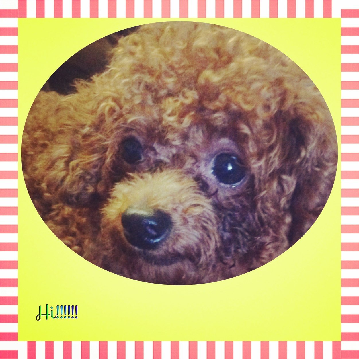 Tannakid1000's profile picture. A poodle and his creative sister having lots of fun and sharing their cute ideas. Follow my Instagram page below.