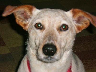 rescued pet and forever grateful to my humans.