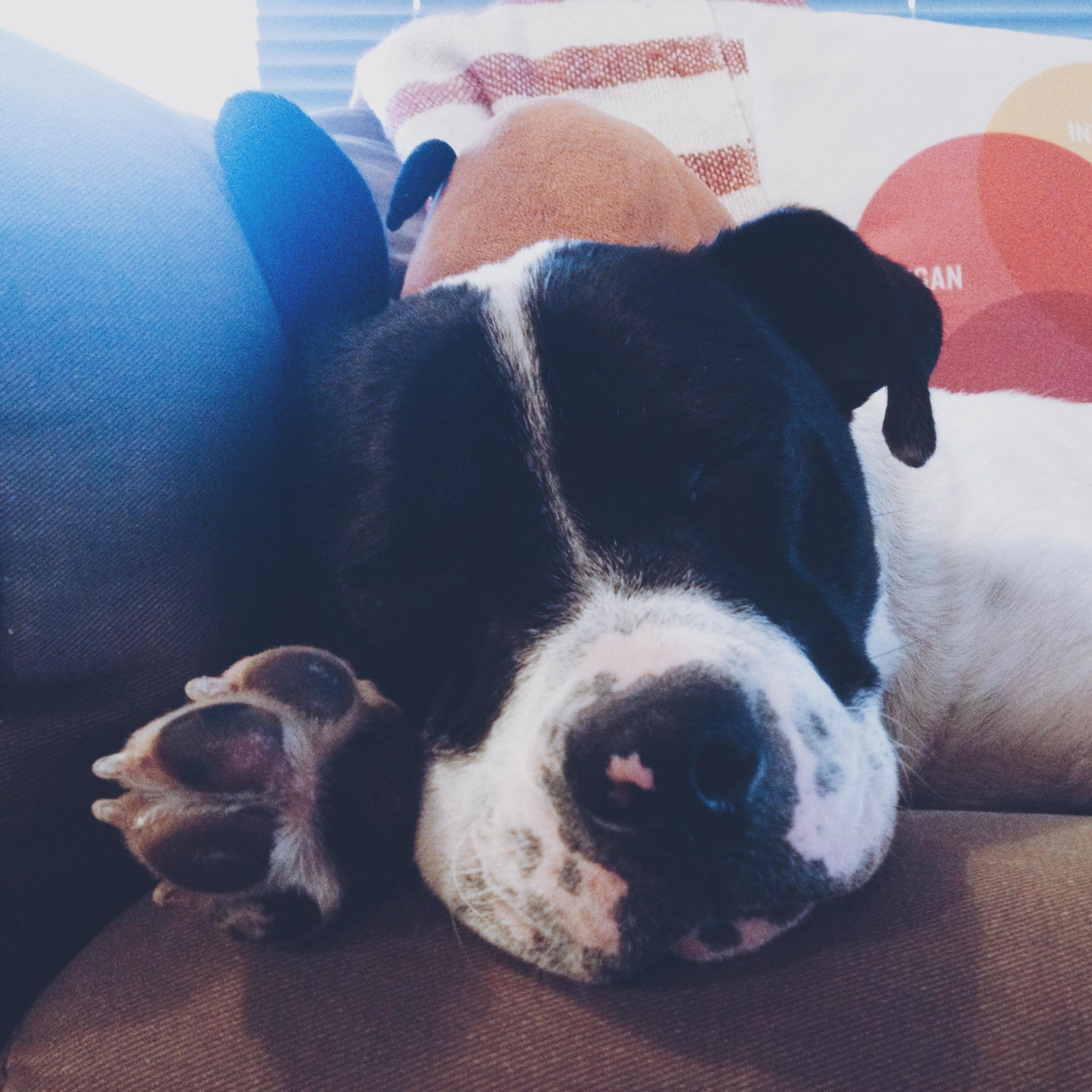 Knox_Dog's profile picture. Let me sniff your butt.