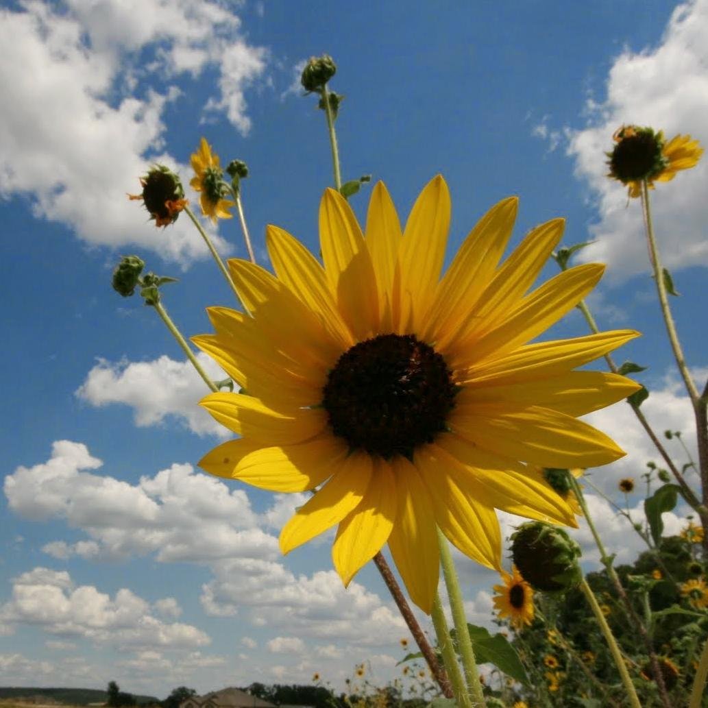 CTSunshineRealt's profile picture. Centex Sunshine Realty Here to help you with all your real estate needs in Central Texas.