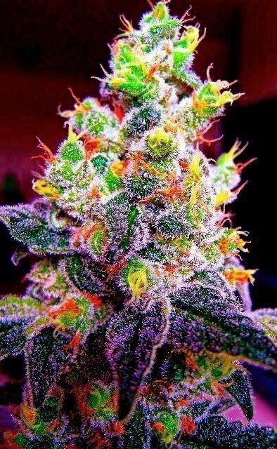 Follow Us For Bad Ass Pictures Of Dank Weed, Bongs,Pipes,Water Pipes And Anything Else A Stoner Loves!