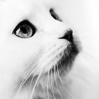 #قطط_مفقودة (@missingcats_sa) 's Twitter Profile