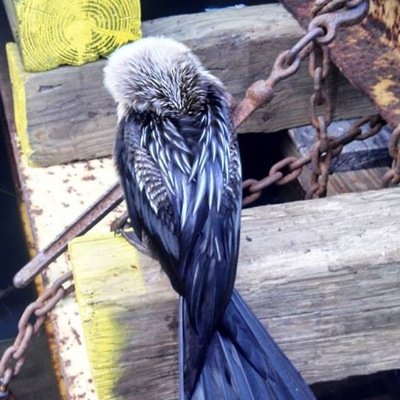 cheerlessdrudge's profile picture. // Skunk Ape Stole My Beer //