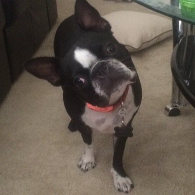 emmatheboston's profile picture. Instagram @emmabostonterrier