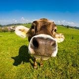 WestLoopButcher's profile picture. Local. Grass fed beef. Quality.