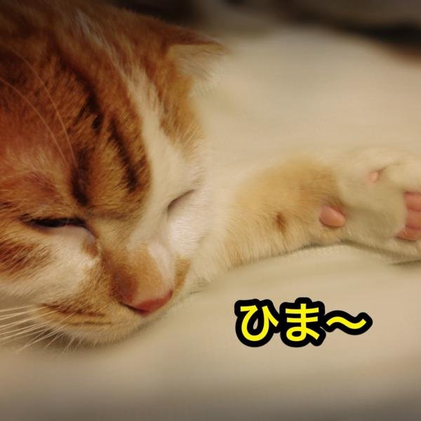 退屈しているとき、隙間時間にでも見てほしい！フォロー、RTお願いします♪