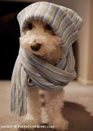 poshbark's profile picture. I am an avid dog lover interested in the best of both worlds #pets #fashion