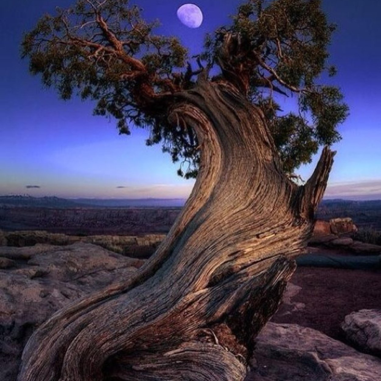 WorldstarTrends's profile picture. 