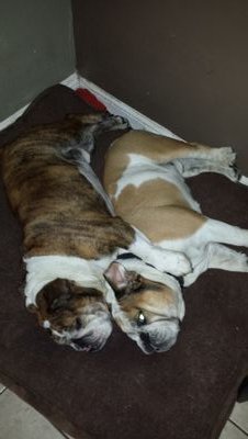 Ain't nothin but a bulldog Party