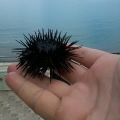 pavlades's profile picture. pianist and musicologist, haptics and metrics, life without prerequisites