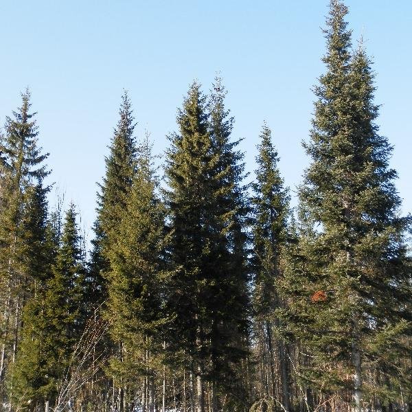 ExpertLes's profile picture. 