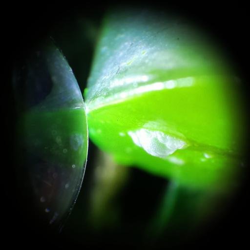 Our natural world as seen through my camera phone.
