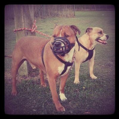 crazy horse n dog lady, addicted to all things bad
