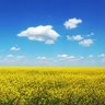 Ruslanoman's profile picture. Українець