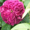 Hazel Holmes-Wilde - @WildeHazel - Twitter