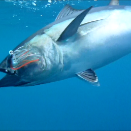 barrytanner7's profile picture. 