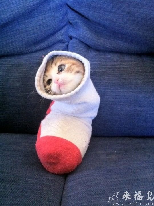 Miao~