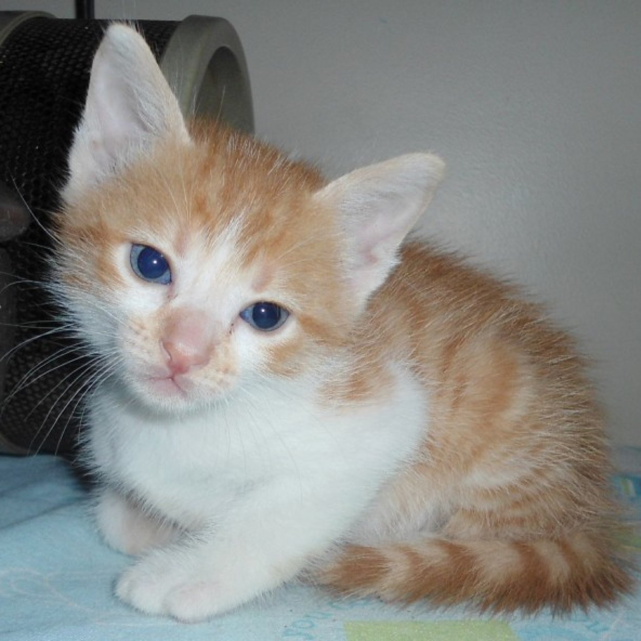 henriquebolzoni's profile picture. 