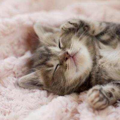 eat pray love cat