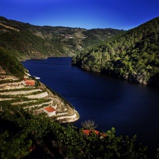 grilosin's profile picture. 