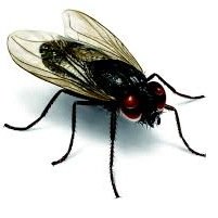 Im the IILC fly. #getatme