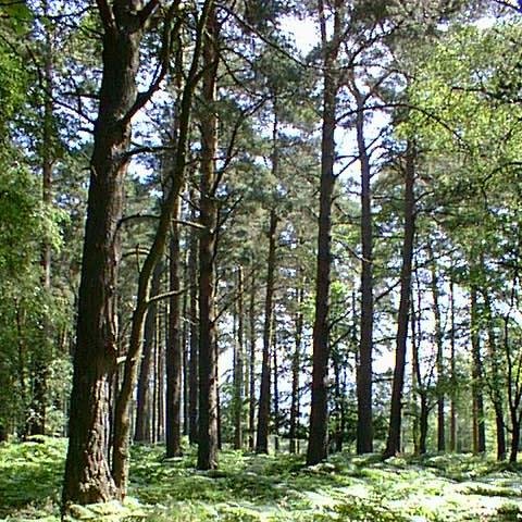 Exmoor National Park Authority Trees and Woodlands Team.