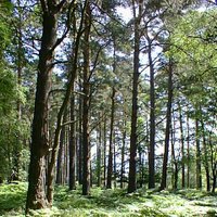 Exmoor Woodland ENPA (@woodlandsenpa) 's Twitter Profile Photo Exmoor Woodland ENPA (@woodlandsenpa) 's Twitter Profile Photo