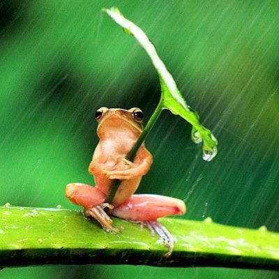 dvpp469villa22's profile picture. 