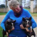 Lorraine Jones - @pupspigspoulets - Twitter